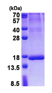 SDS-PAGE - Recombinant Human ISOC2 protein (denatured) (His tag N-Terminus) (AB171594)