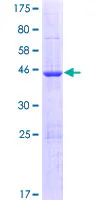 SDS-PAGE - Recombinant Human ISOC2 protein (GST tag N-Terminus) (AB132805)