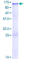 SDS-PAGE - Recombinant Human ITIH1/SHAP protein (GST tag N-Terminus) (AB114721)