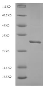 SDS-PAGE - Recombinant Human ITIH5 protein (Tagged) (AB238235), expandable thumbnail