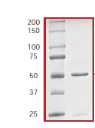 SDS-PAGE - Recombinant human ITK/EMT protein (AB60300)