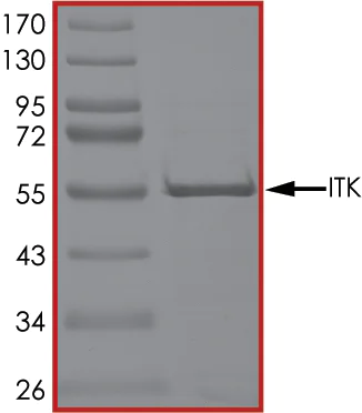 SDS-PAGE - Recombinant human ITK/EMT protein (AB60300)