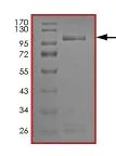 SDS-PAGE - Recombinant human ITK/EMT protein (Active) (AB204156)