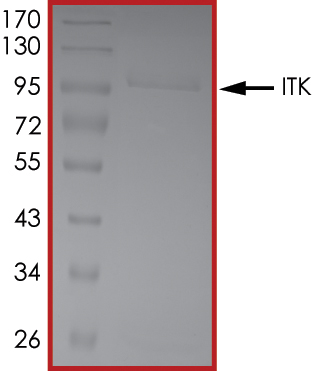 Recombinant human ITK/EMT protein (Active)