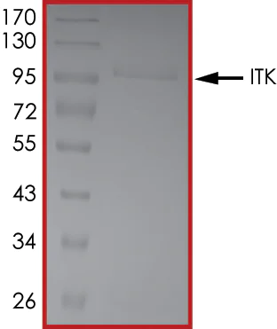 SDS-PAGE - Recombinant human ITK/EMT protein (Active) (AB204156)
