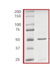 SDS-PAGE - Recombinant human ITK/EMT protein (GST tag N-Terminus) (AB60300)