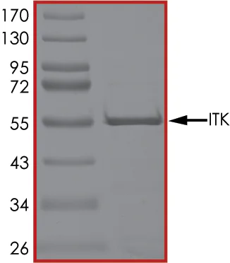SDS-PAGE - Recombinant human ITK/EMT protein (GST tag N-Terminus) (AB60300)