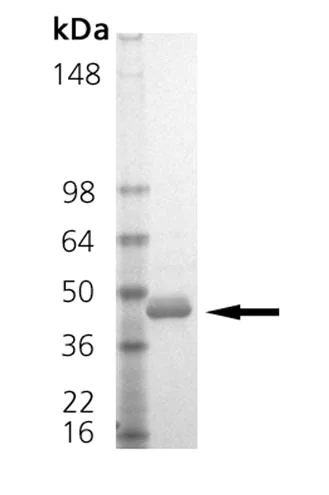 SDS-PAGE - Recombinant Human ITLN1 protein (AB157030)