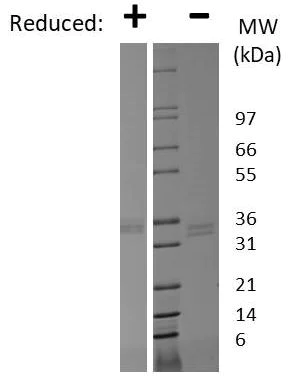 SDS-PAGE - Recombinant Human ITLN1 protein (AB269213)