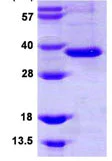 SDS-PAGE - Recombinant Human ITLN1 protein (denatured) (Tag Free) (AB109850)