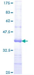 SDS-PAGE - Recombinant Human Jagged 2/JAG2 protein (GST tag N-Terminus) (AB114541)