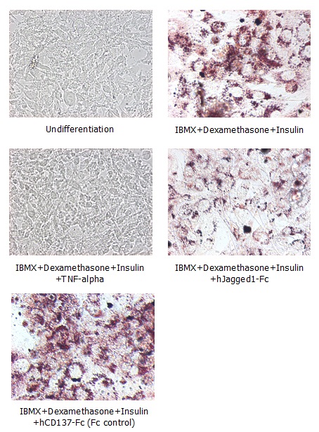Functional Studies - Recombinant human Jagged1 protein (Fc Chimera Active) (AB108575)