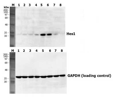 Recombinant human Jagged1 protein (Fc Chimera Active)