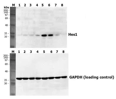 Western blot - Recombinant human Jagged1 protein (Fc Chimera Active) (AB108575)