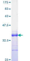 SDS-PAGE - Recombinant Human Jagged1 protein (GST tag N-Terminus) (AB152171)