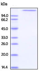 SDS-PAGE - Recombinant Human Jagged1 protein (His tag) (AB220536), expandable thumbnail