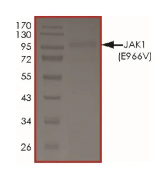SDS-PAGE - Recombinant Human JAK1 (mutated E966V) protein (GST tag N-Terminus) (AB268687)