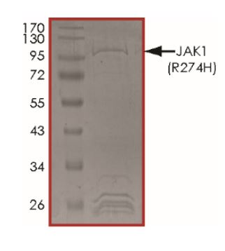 Recombinant human JAK1 (mutated R724H) protein (Active)