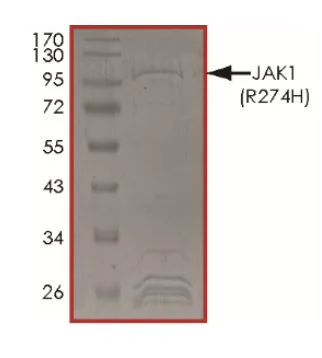 SDS-PAGE - Recombinant human JAK1 (mutated R724H) protein (Active) (AB268689)