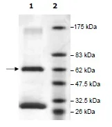 SDS-PAGE - Recombinant human JAK1 protein (Active) (AB216194)