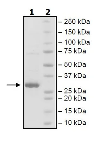 SDS-PAGE - Recombinant Human JAK2 (mutated E596A + V617F + W659A + W777A + F794H) protein (His tag C-Terminus) (AB271555)