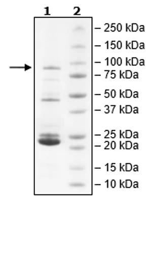SDS-PAGE - Recombinant Human JAK2 (mutated V617F) protein (Biotin) (Avi tag C-Terminus + GST N-Terminus) (AB271561)