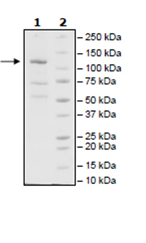 SDS-PAGE - Recombinant Human JAK2 (mutated V617F) protein (Biotin) (DDDDK tag C-Terminus + Avi tag C-Terminus) (AB271560)
