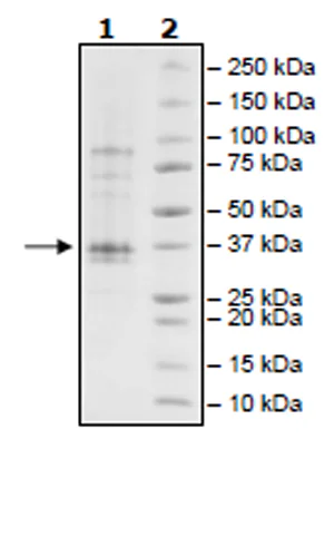 SDS-PAGE - Recombinant Human JAK2 (mutated V617F) protein (Biotin) (His tag C-Terminus + Avi tag C-Terminus) (AB271562)