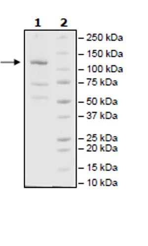 SDS-PAGE - Recombinant Human JAK2 (mutated V617F) protein (Tagged) (Biotin) (AB271560)