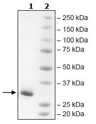 SDS-PAGE - Recombinant Human JAK2 (mutated V617F + W659A + W777A + F794H) protein (His tag C-Terminus) (AB271556)