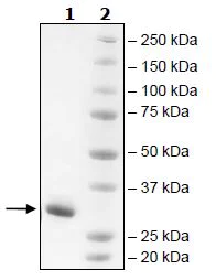 SDS-PAGE - Recombinant Human JAK2 (mutated V617F + W659A + W777A + F794H) protein (Tagged) (AB271556)