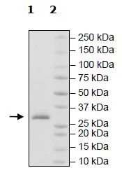 SDS-PAGE - Recombinant Human JAK2 (mutated W659A + W777A + F794H) protein (His tag C-Terminus) (AB271558)
