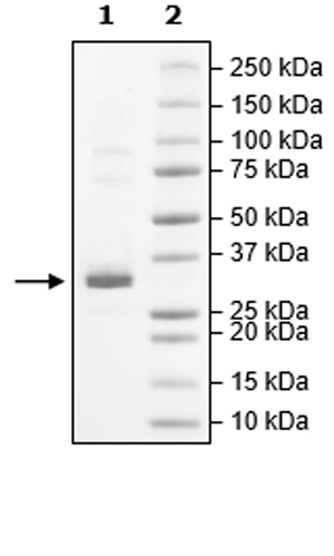SDS-PAGE - Recombinant Human JAK2 (mutated W659A + W777A + F794H) protein (Tagged) (Biotin) (AB271563), expandable thumbnail