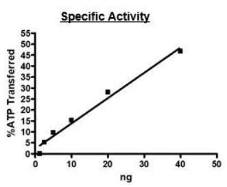 Functional Studies - Recombinant human JAK2 protein (AB42619), expandable thumbnail