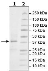 SDS-PAGE - Recombinant human JAK2 protein (AB42619), expandable thumbnail