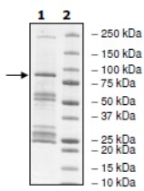SDS-PAGE - Recombinant human JAK2 protein (AB42621), expandable thumbnail