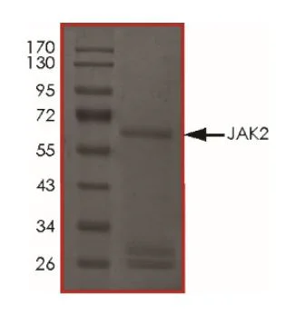 SDS-PAGE - Recombinant human JAK2 protein (Active) (GST tag N-Terminus) (AB268691)
