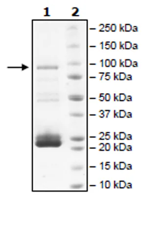 SDS-PAGE - Recombinant Human JAK2 protein (Biotin) (dephosphorylated) (Avi tag C-Terminus + GST N-Terminus) (AB271554)