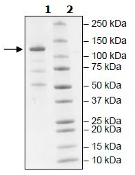 SDS-PAGE - Recombinant Human JAK2 protein (Biotin) (dephosphorylated) (DDDDK tag C-Term + Avi tag C-Term) (AB271564)