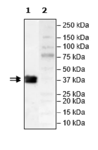 Western blot - Recombinant Human JAK2 protein (Biotin) (His tag C-Terminus + Avi tag C-Terminus) (AB271565)