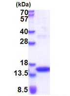 SDS-PAGE - Recombinant Human JAK2 protein (denatured) (AB175151), expandable thumbnail