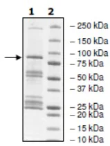 SDS-PAGE - Recombinant human JAK2 protein (His tag N-Terminus + GST tag N-Terminus) (AB42621)