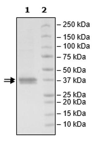 SDS-PAGE - Recombinant Human JAK2 protein (Tagged) (Biotin) (AB271565), expandable thumbnail