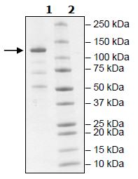 SDS-PAGE - Recombinant Human JAK2 protein (Tagged) (Biotin) (dephosphorylated) (AB271564), expandable thumbnail