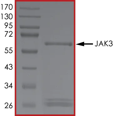 SDS-PAGE - Recombinant human JAK3 protein (AB89756)