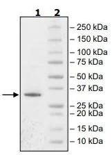 SDS-PAGE - Recombinant human JAK3 protein (Active) (AB89982)
