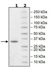 SDS-PAGE - Recombinant human JAK3 protein (Active) (His tag N-Terminus) (AB89982)
