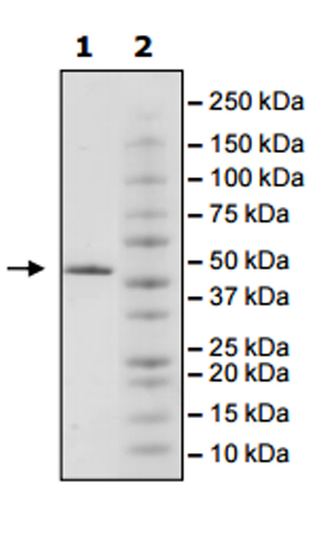 SDS-PAGE - Recombinant human JHDM1D protein (Active) (AB271568), expandable thumbnail
