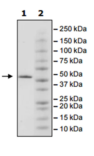 SDS-PAGE - Recombinant human JHDM1D protein (Active) (DDDDK tag N-Terminus) (AB271568)