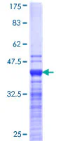 SDS-PAGE - Recombinant Human JMJD1C protein (GST tag N-Terminus) (AB153629)